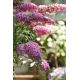 Budleja Dawida 'Pink Cascade'